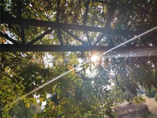 今天，阳光温柔，风也识趣