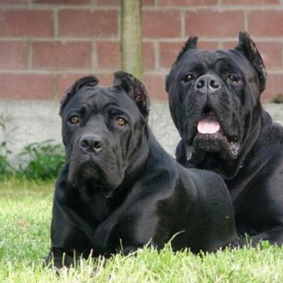 世界猛犬排行榜,十大强势犬种的力量与魅力 世界猛犬排行榜,十大强势犬种的力量与魅力